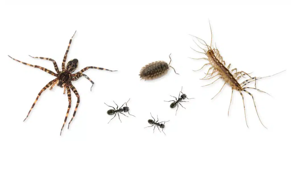 pest control, exterminator