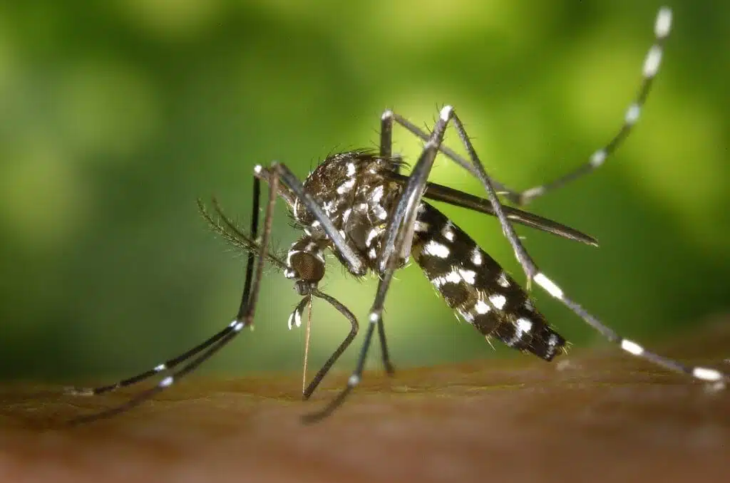 local pest control service