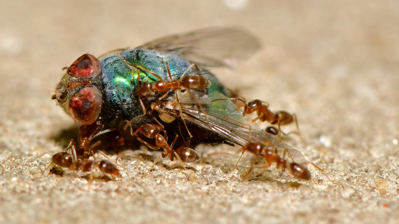 Understanding Ant Species: Behavior and Extermination Strategies green and black insect on brown sand