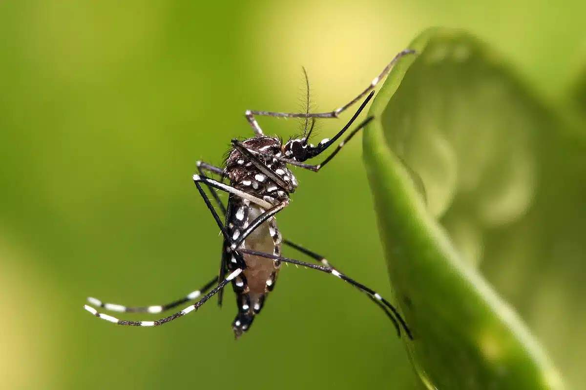 mosquitoes control