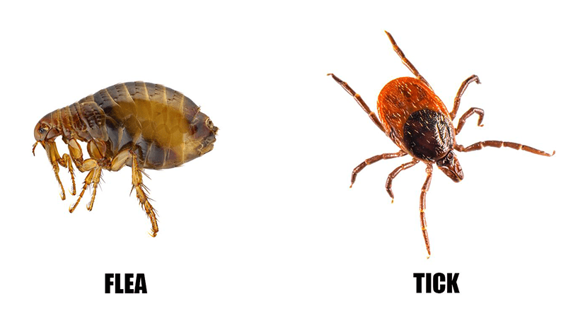 fleas and tick exterminator, pest control, exterminator near me