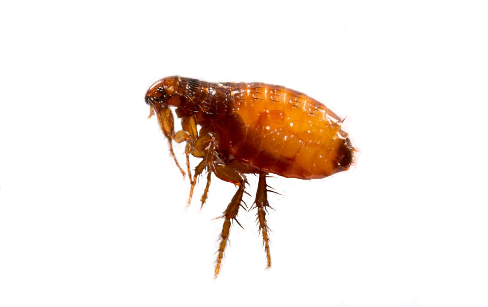 fleas control, flea exterminator, fleas exterminator near me, flea pest control