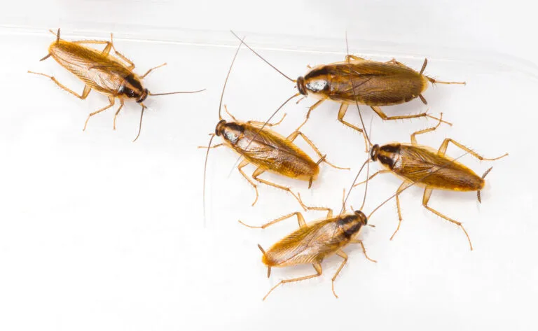 German cockroaches exterminator