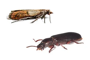 pantry pest