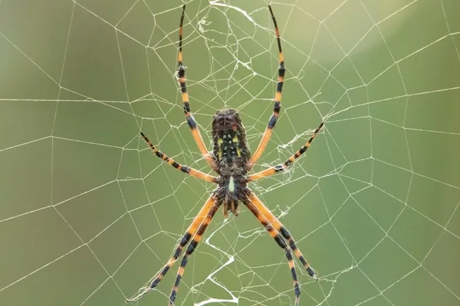 spider exterminator, spider pest control