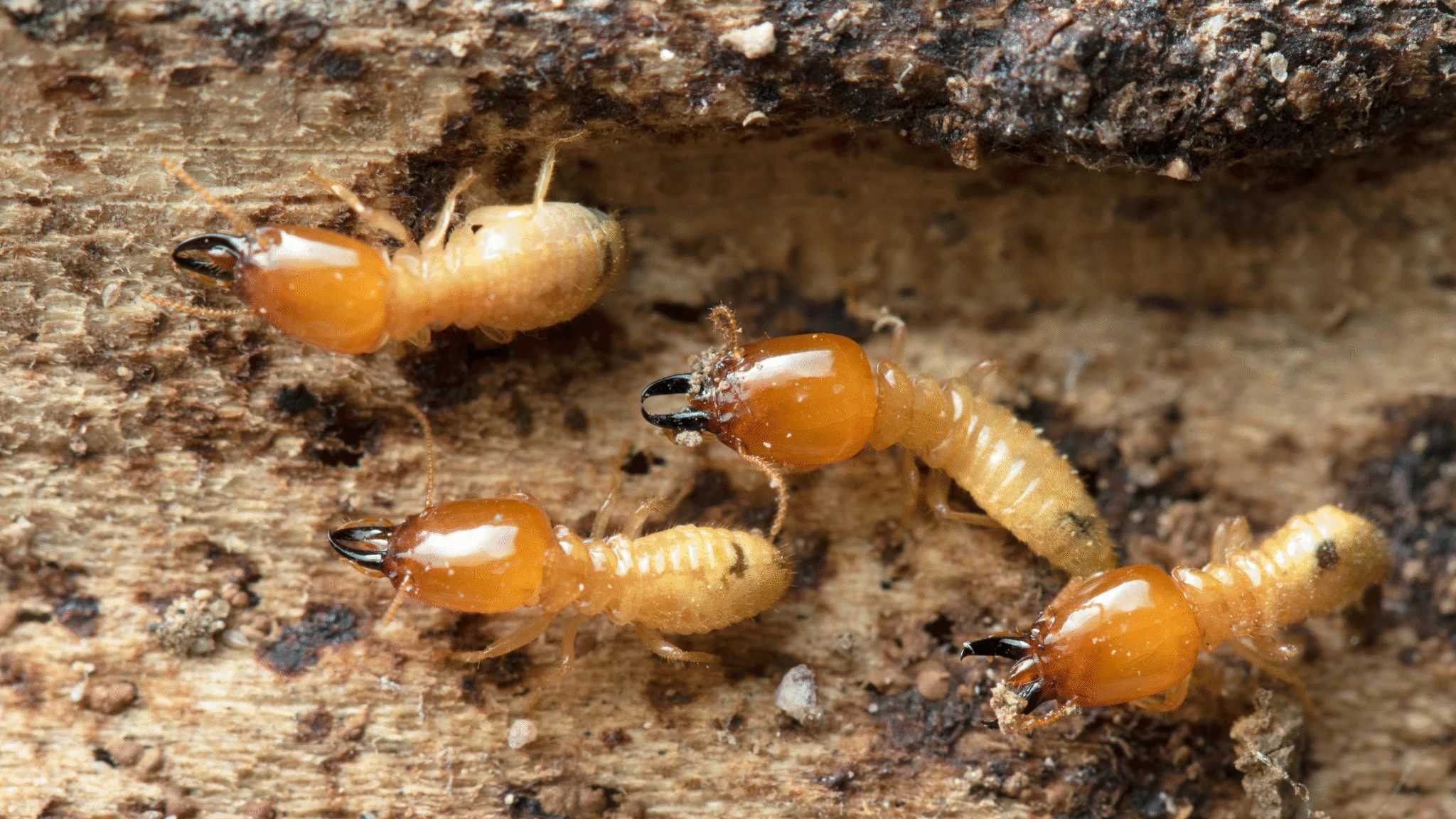 termite treatment, termite inspection near me, subterranean termite