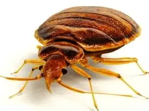 bed bugs